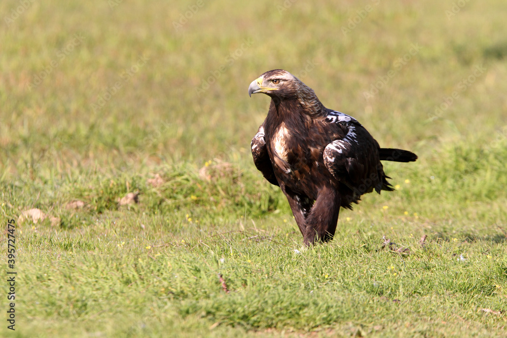 Spanish Imperial Eagle adult female with the first light of dawn Spanish Imperial Eagle adult female with the first light of dawn
