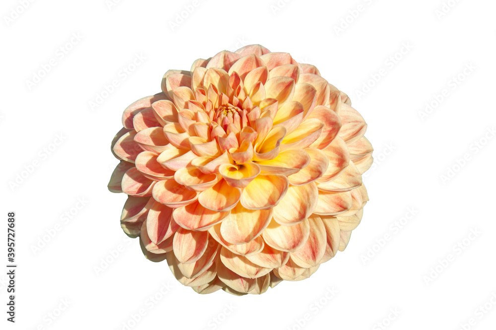 Dahlia 'Texas Moon' a pink summer autumn pompom flower tuber plant cut out and isolated on a white background, stock photo image Dahlia 'Texas Moon' a pink summer autumn pompom flower tuber plant cut out and isolated on a white background, stock photo image