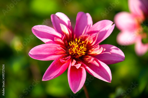 Dahlia  Twyning s Pink Fish  a pink summer autumn double flower tuber plant  stock photo image