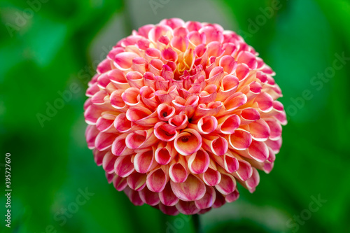 Dahlia 'Will's Ringwood Rosie' a pink summer autumn pompom flower tuber plant, stock photo image