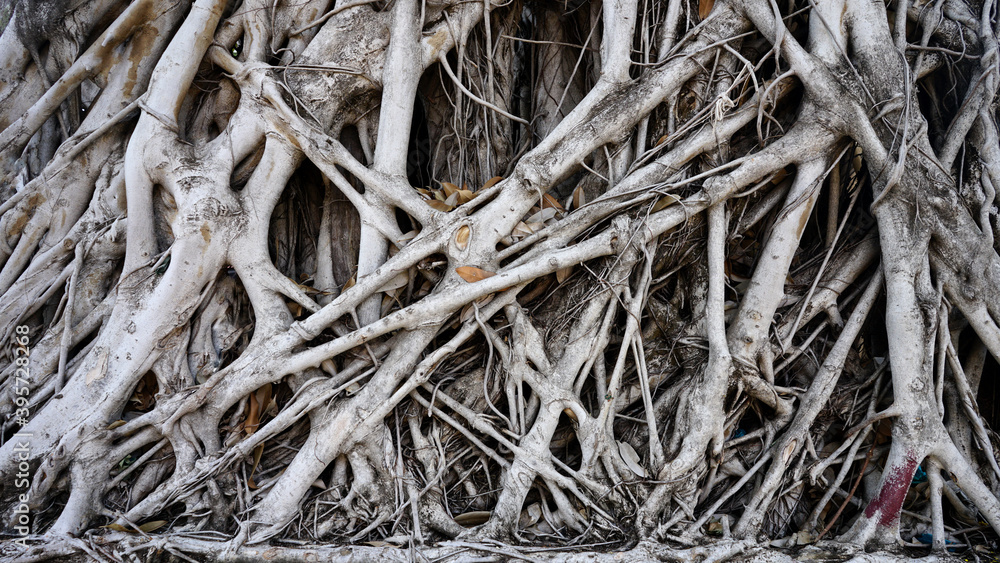 background and texture root old tree background and texture root old tree