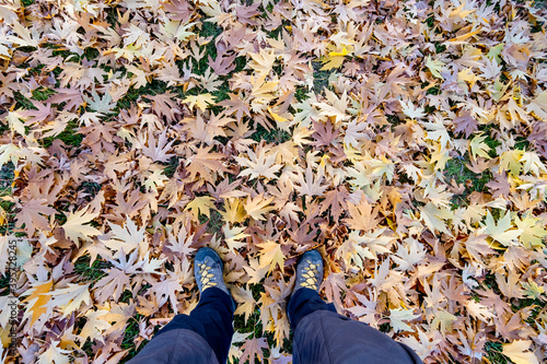 tremendous colors with autumn season plane and tree leaves photo