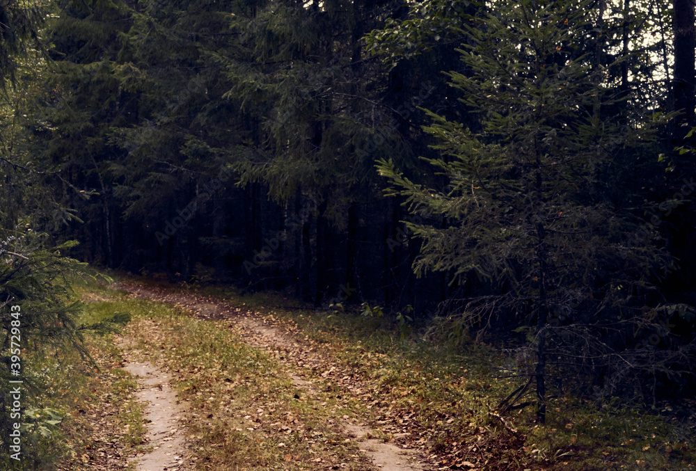 Fototapeta premium Forest road in autumn