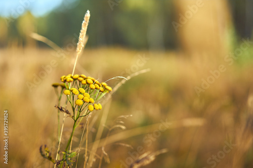 Tansy flowers close up