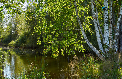 Several birches by the lake