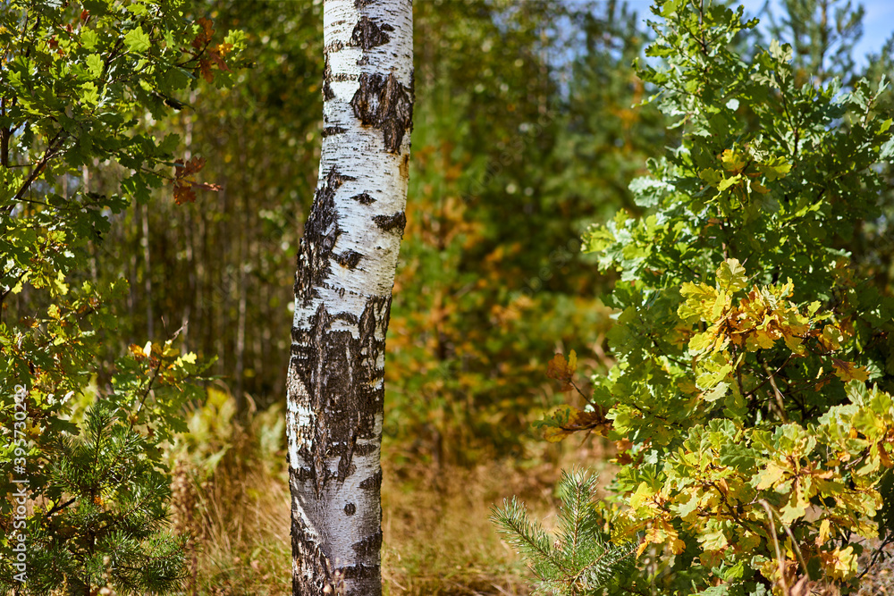 Obraz premium Birch trunk in focus in autumn forest