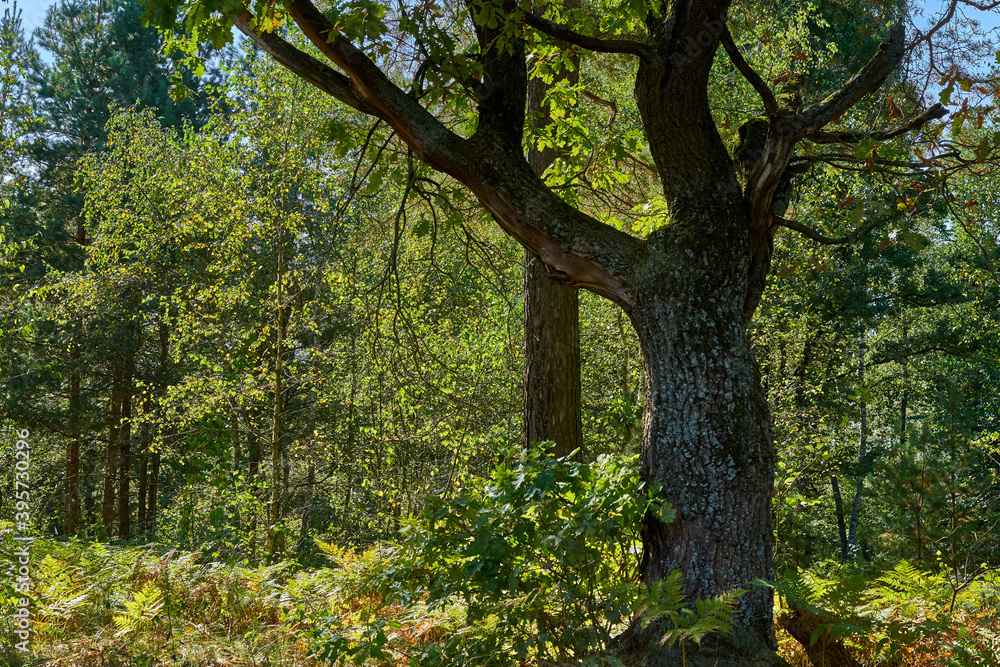Massive oak tree in the autumn forest Massive oak tree in the autumn forest