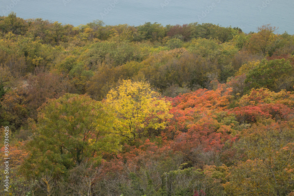 Fototapeta premium Autumn landscape. Multi-colored trees.