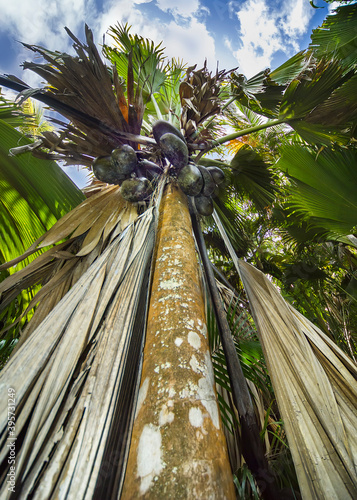 Coco de Mer palm tree in the Valle de Mai palm forest on Praslin island. Seychelles. photo