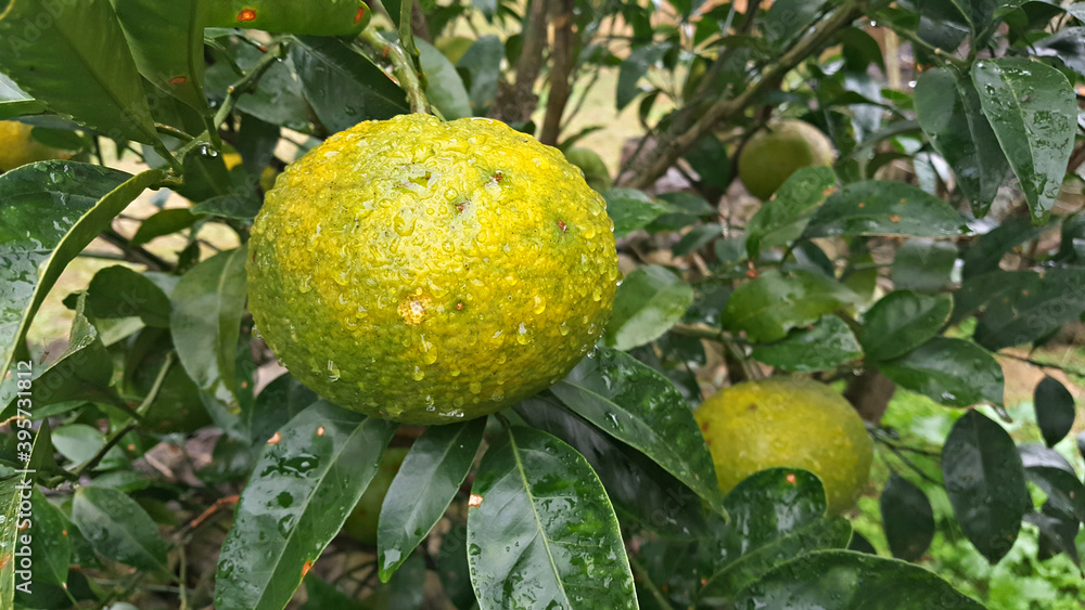 한국 제주도의 대표 과일 귤