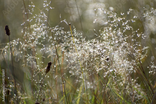 Tableau sur toile Autumn dew at the morning