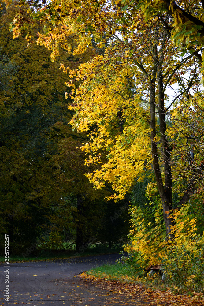 Autumn scenery landscape sesonal