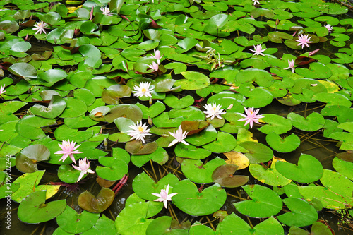 水面に広がる睡蓮の葉と花 photo