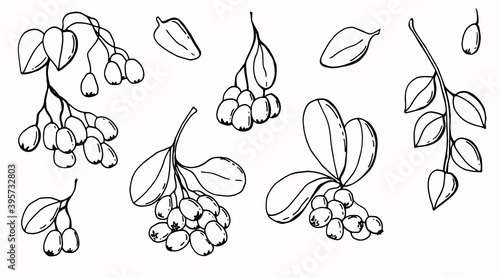 Berries graphic set. Line art. White background, isolator. Stock illustration.