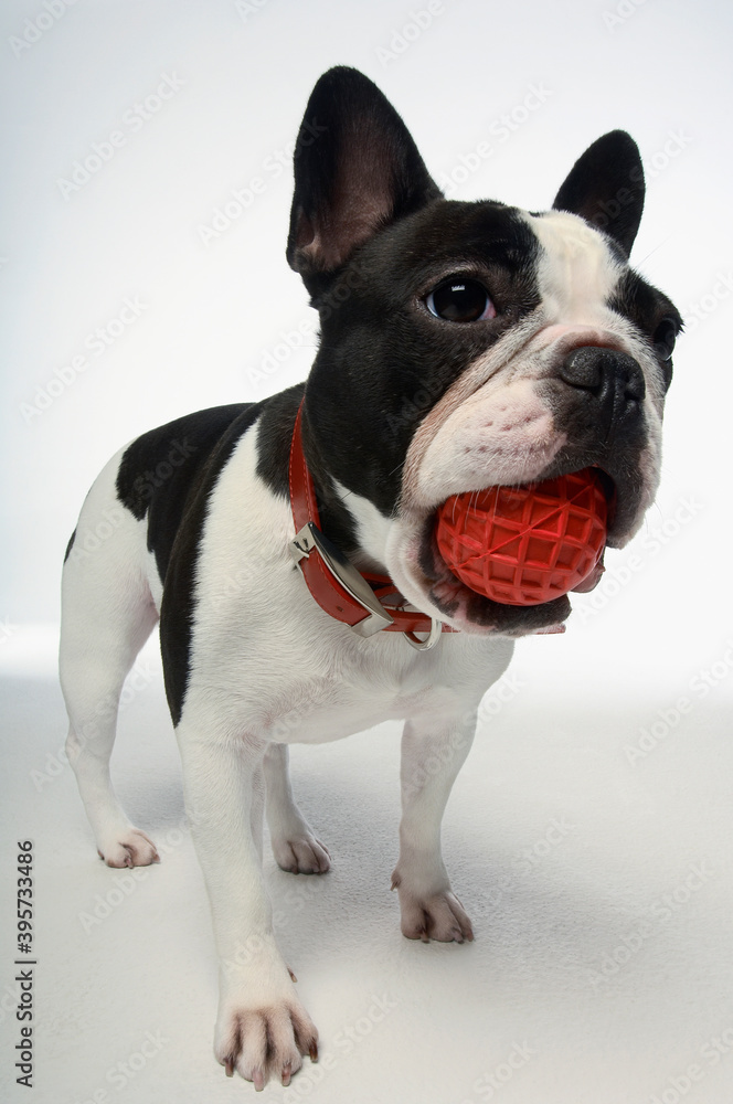 French Bulldog Holding Ball