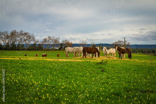 Horses at the green prairie. Lusitan horses in Golega, Portugal