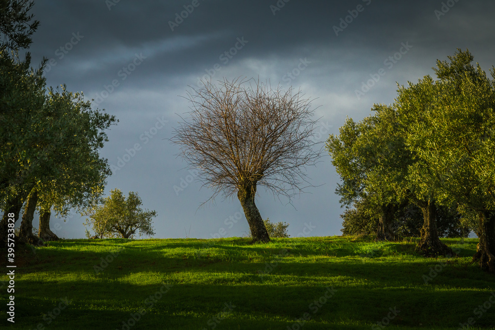 Funny shaped fig tree shaped like
disheveled hair Funny shaped fig tree shaped like
disheveled hair
