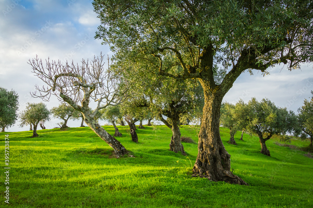Beautiful olive trees in the green fields Beautiful olive trees in the green fields