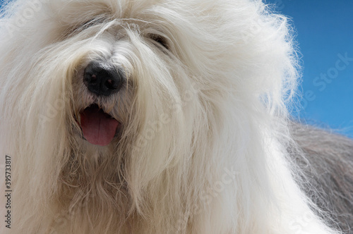 Old English Sheepdog