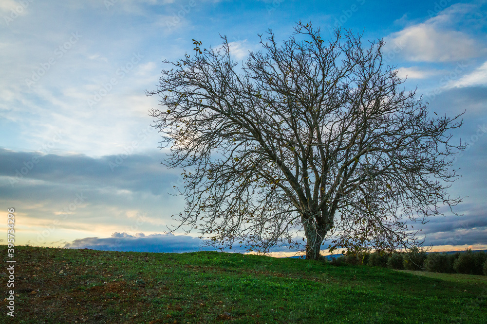 Beautiful tree at sunset in the fields. Huge tree with no foliage in the fields Beautiful tree at sunset in the fields. Huge tree with no foliage in the fields