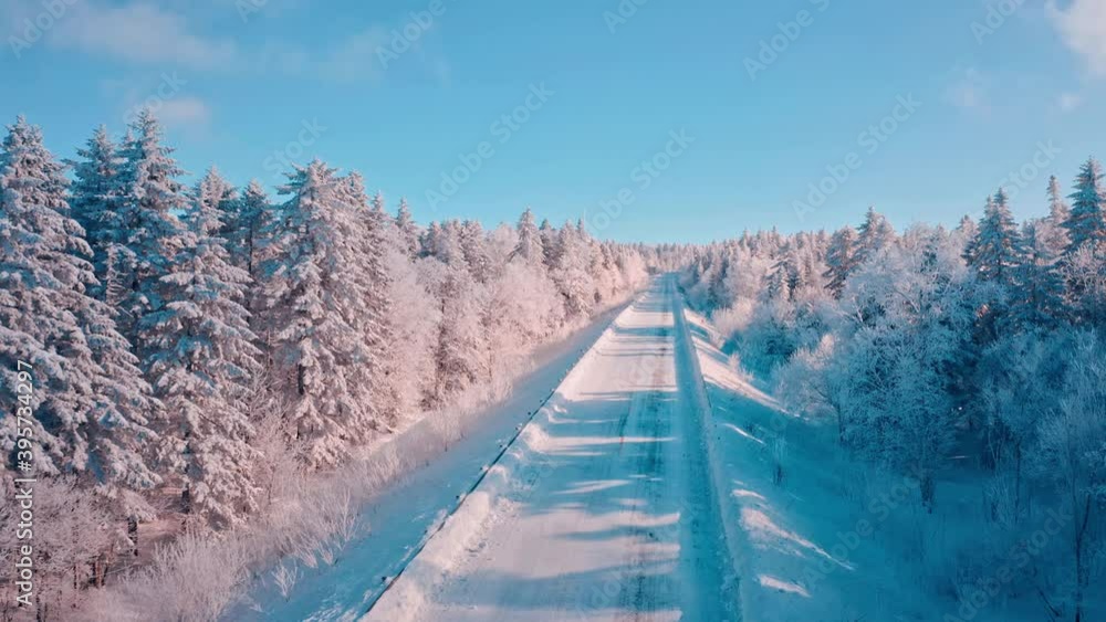Pine tree outdoor with snow,aerial view. Pine tree outdoor with snow,aerial view.