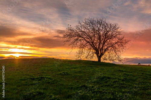 Fototapeta Naklejka Na Ścianę i Meble -  Beautiful tree at sunset in the fields. Huge tree with no foliage in the fields