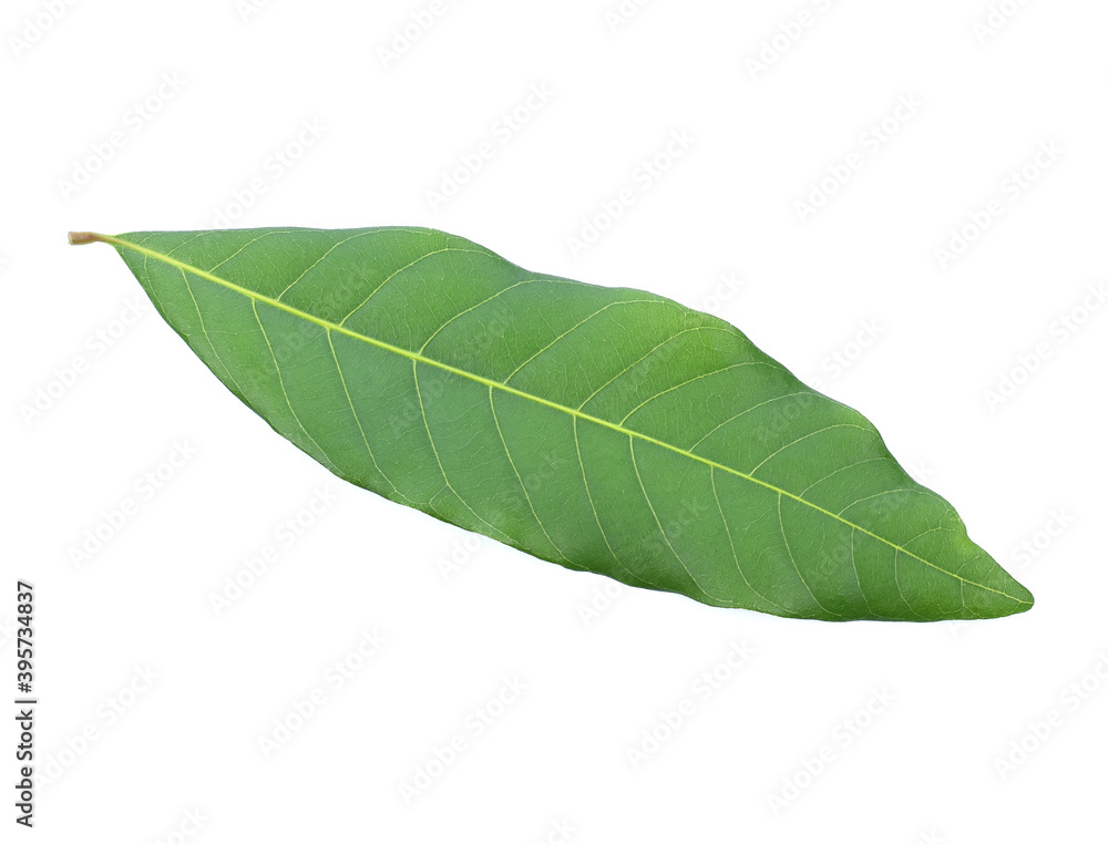 Obraz premium Longan leaves isolated on white background.