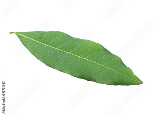 Longan leaves isolated on white background.