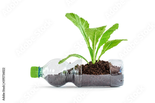фотографія Young green plant growing in recycled plastic bottle, isolated on white backgrou