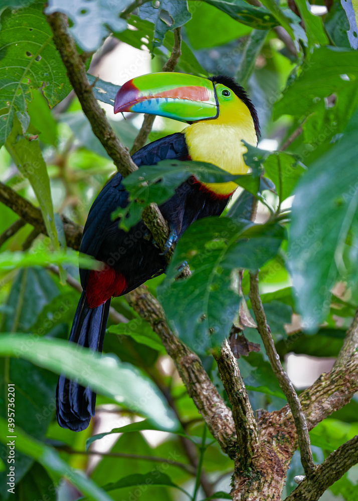 Fototapeta premium Birds of Costa Rica. Keel-billed Toucan in a tropical rain forest