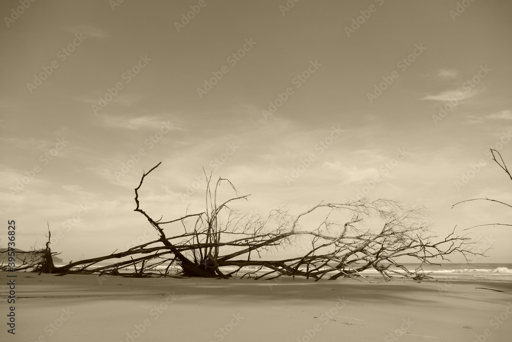 Fototapeta premium photography picture of a wonderful beautiful futuristic tree trunk against the backdrop of the sea horizon of nature.