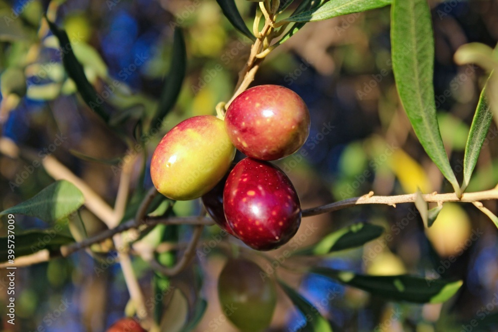 Obraz premium Olives of Manaki variety on olive tree branch in the outskirts of Athens in Attica, Greece.