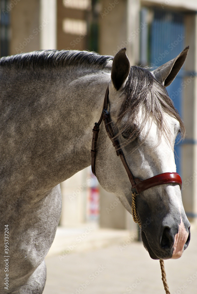 Face portrait of a young spanish horse Face portrait of a young spanish horse