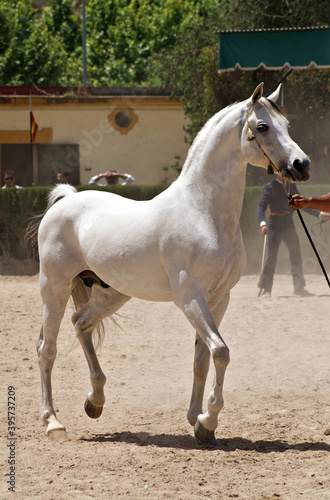 Portrait of a champion arabian stallion