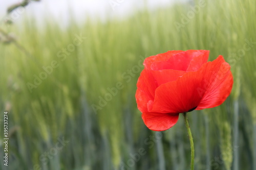 Red Poppy