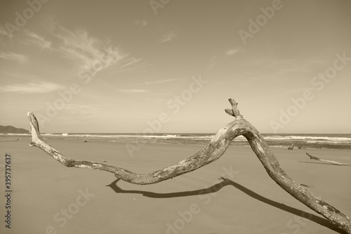 photography picture of a wonderful beautiful futuristic tree trunk against the backdrop of the sea horizon of nature.