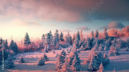 Winter Snow covered Fir trees landscape with the forest,aerial view. photo