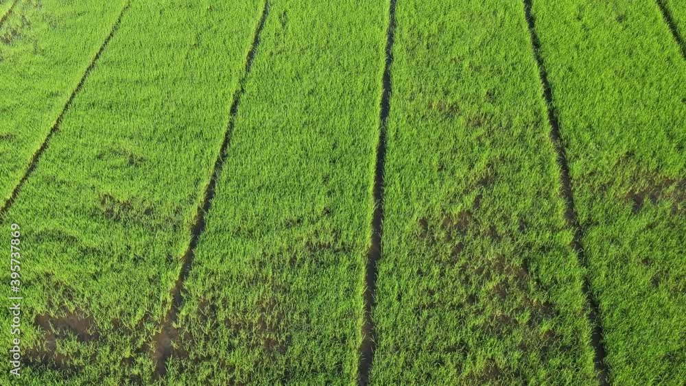 field background, top view landscape, nature
field background, top view landscape, nature