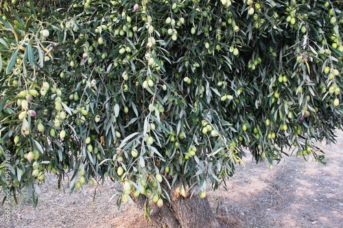 Olives of Manaki variety on olive tree branch in the outskirts of Athens in Attica, Greece. photo