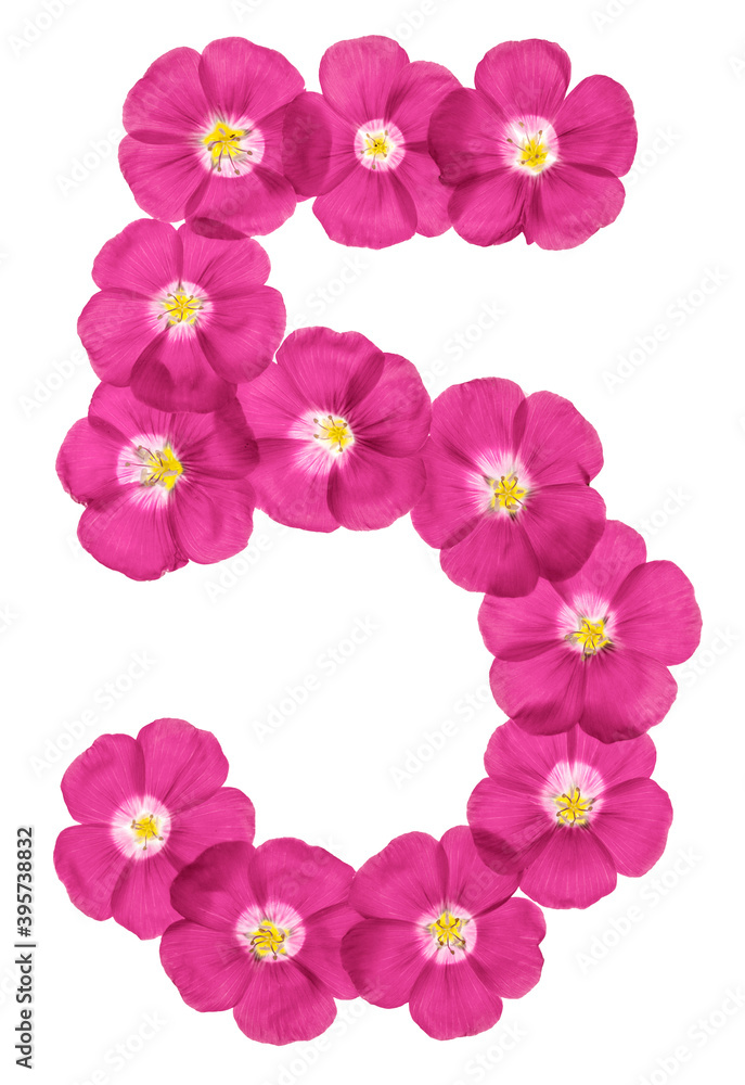 Arabic numeral 5, five, from pink flowers of flax, isolated on white background