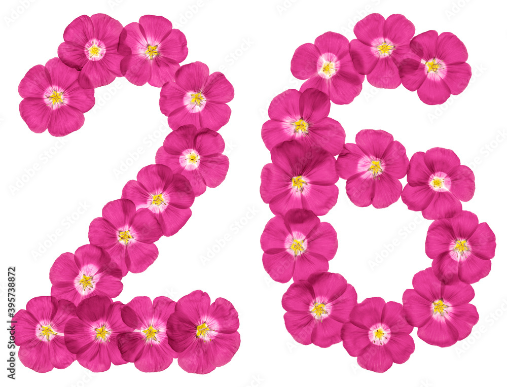 Arabic numeral 26, twenty six, from pink flowers of flax, isolated on white background