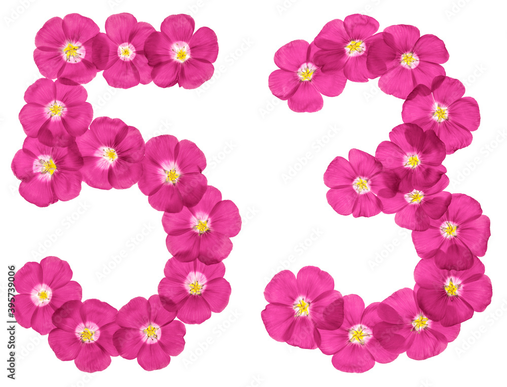 Arabic numeral 53, fifty three, from pink flowers of flax, isolated on white background