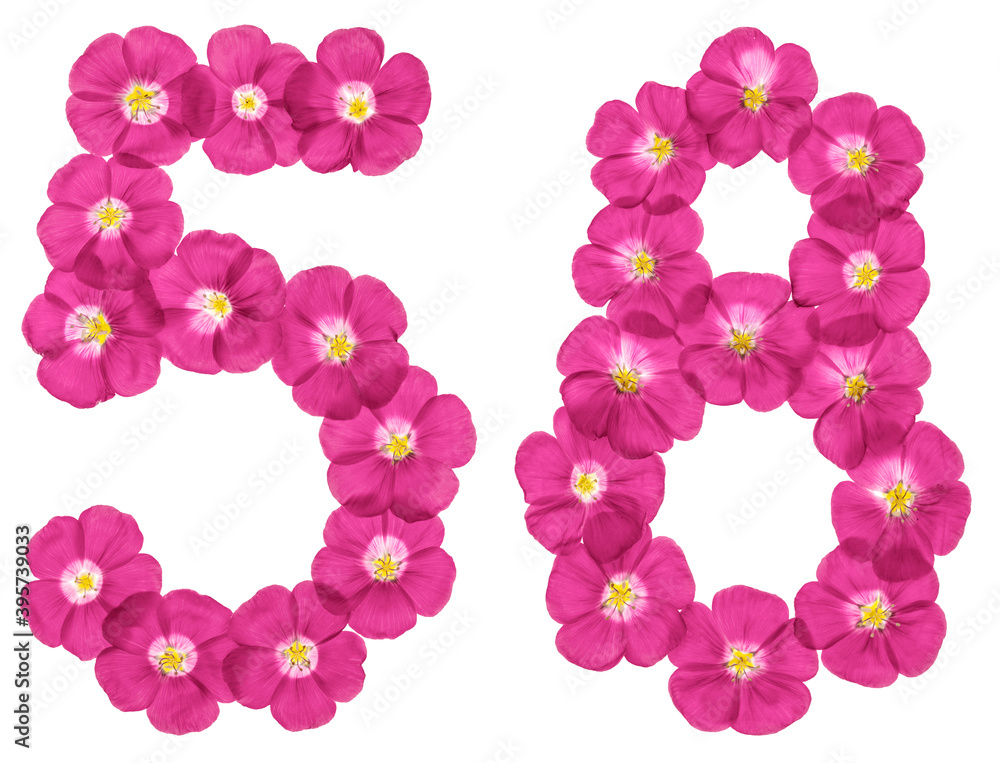 Arabic numeral 58, fifty eight, from pink flowers of flax, isolated on white background
