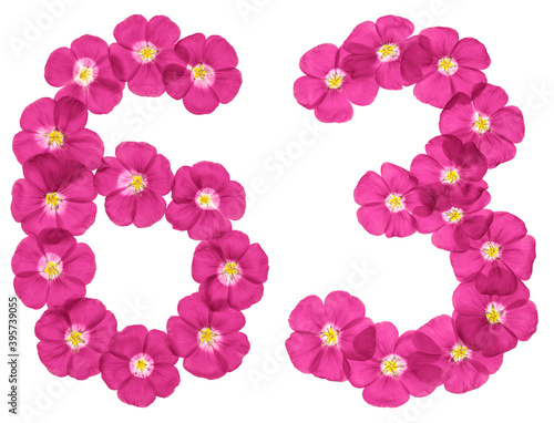 Arabic numeral 63  sixty three  from pink flowers of flax  isolated on white background