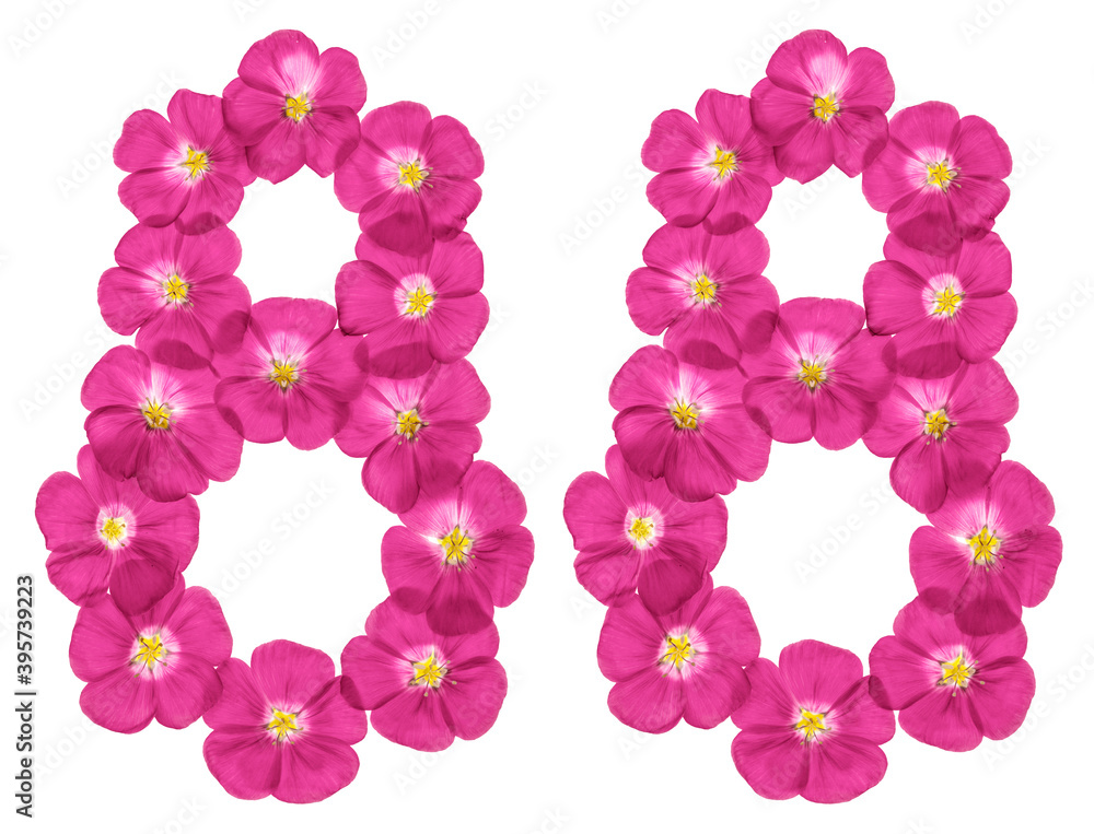Arabic numeral 88, eighty eight, from pink flowers of flax, isolated on white background