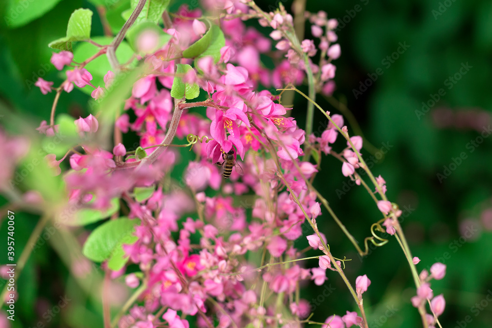 Flying honey bee collecting pollen at pink flower in blur background Flying honey bee collecting pollen at pink flower in blur background