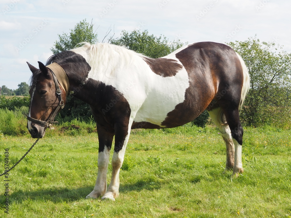 tied horse for a walk in the field. farming.