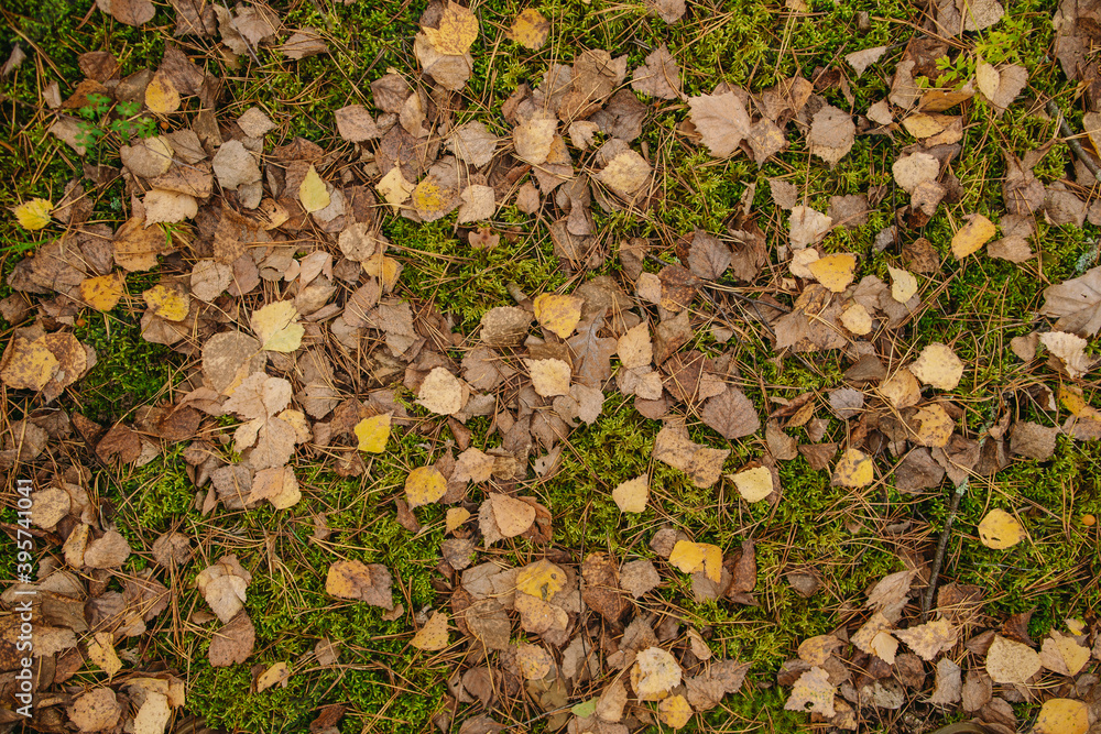Dry yellow and brown leaves of fall trees laying on ground outdoors. Abstract natural top view flatlay autumn photo background. Dry yellow and brown leaves of fall trees laying on ground outdoors. Abstract natural top view flatlay autumn photo background.