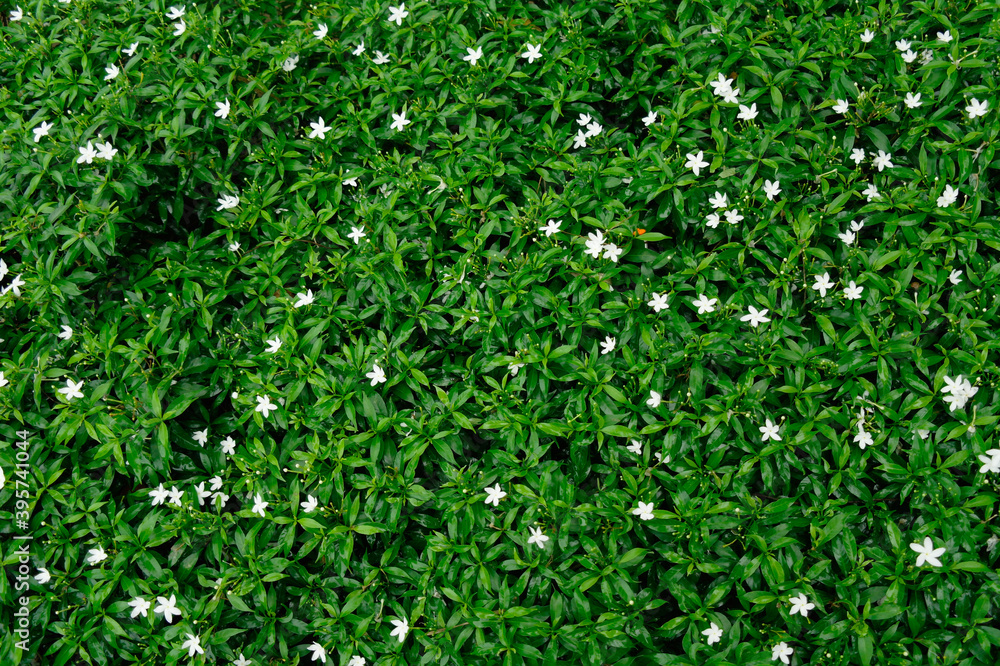 Obraz premium natural tiny green leaf and white flower background