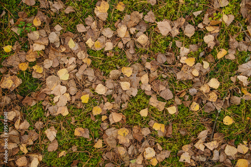 Dry yellow and brown leaves of fall trees laying on ground outdoors. Abstract natural top view flatlay autumn photo background.